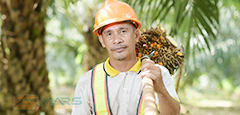 Palm Oil Farm Malaysia Mars Oleochemicals