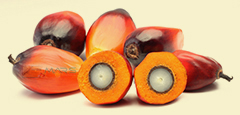 Palm Oil Fruit Malaysia Mars Oleochemicals