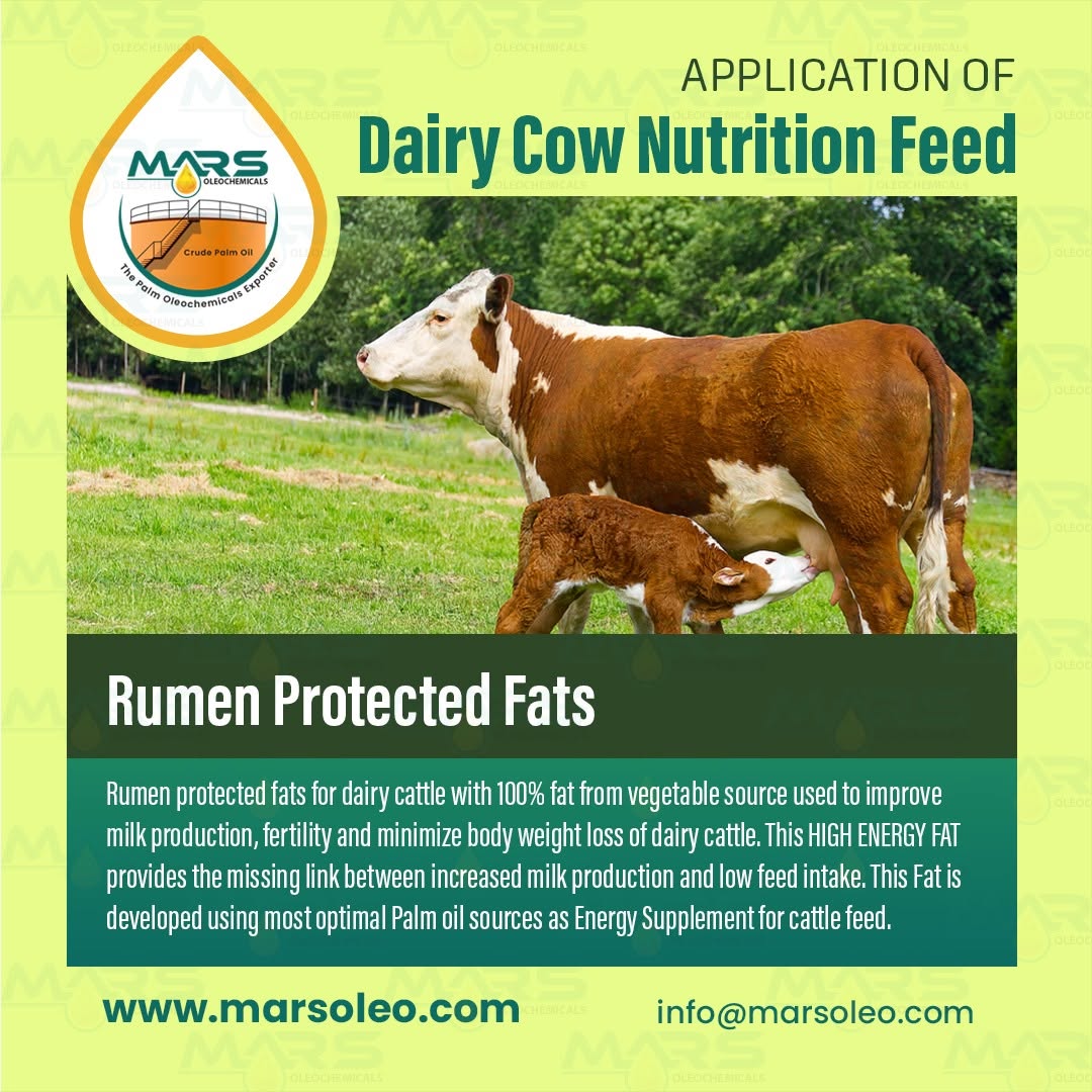 Application of Dairy Cow Nutrition Feed - Rumen Protected Fats