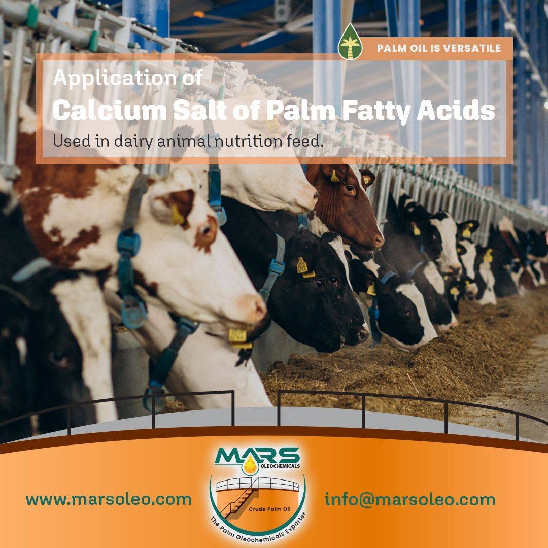 Calcium salts of palm fatty acids provide concentrated supplemental energy for dairy cows and other ruminants.