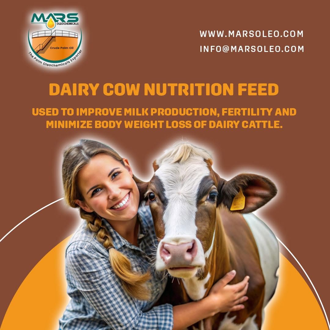 Dairy cow representing high-energy dairy nutrition feed and palm-based bypass fat supplementation.