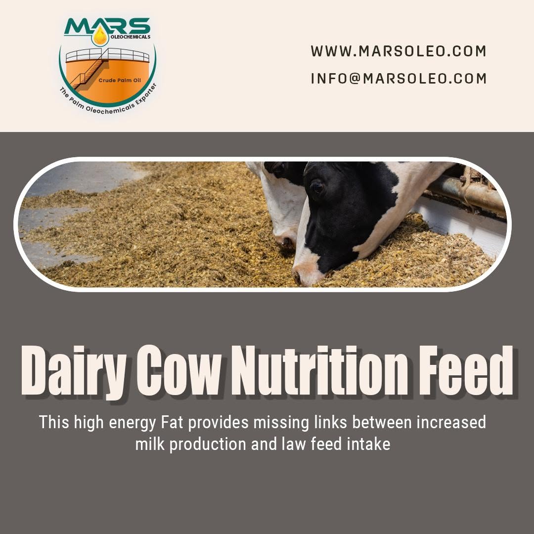 Mars Oleochemicals Dairy Cow Nutrition Feed dairy cattle consuming feed for high-energy nutrition applications.