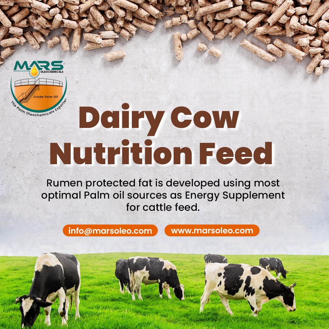 Dairy cow nutrition feed with rumen protected fat Malaysia exporter Mars Oleochemicals.