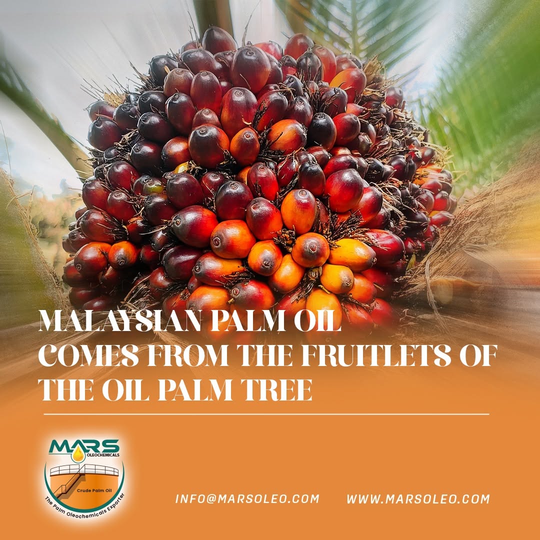 Palm fruit bunch with ripe red-orange fruitlets used for Malaysian palm oil production.