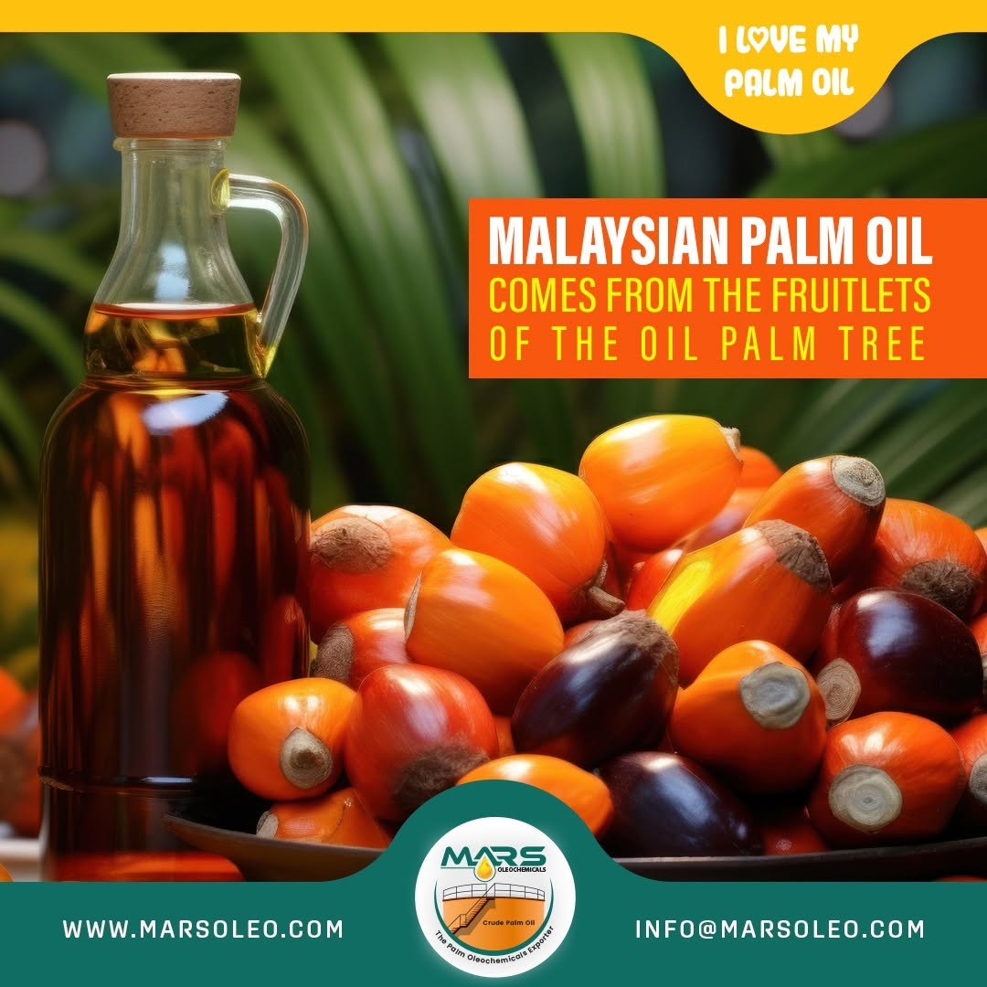 Malaysian oil palm fruitlets a bottle of palm oil palm oil derived from fruit mesocarp.