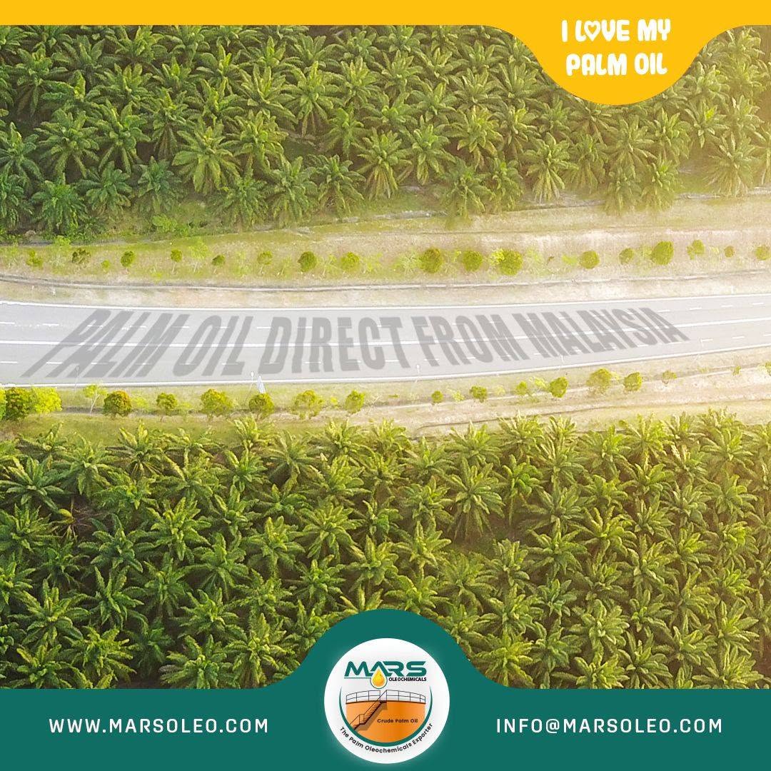 Malaysian oil palm plantation representing palm oil and palm oleochemicals to global markets.