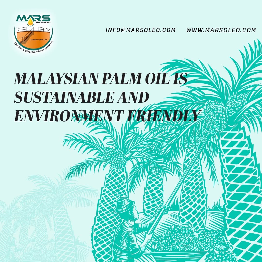 Malaysian oil palm plantation representing sustainability, responsible sourcing and environmentally conscious palm oil production.