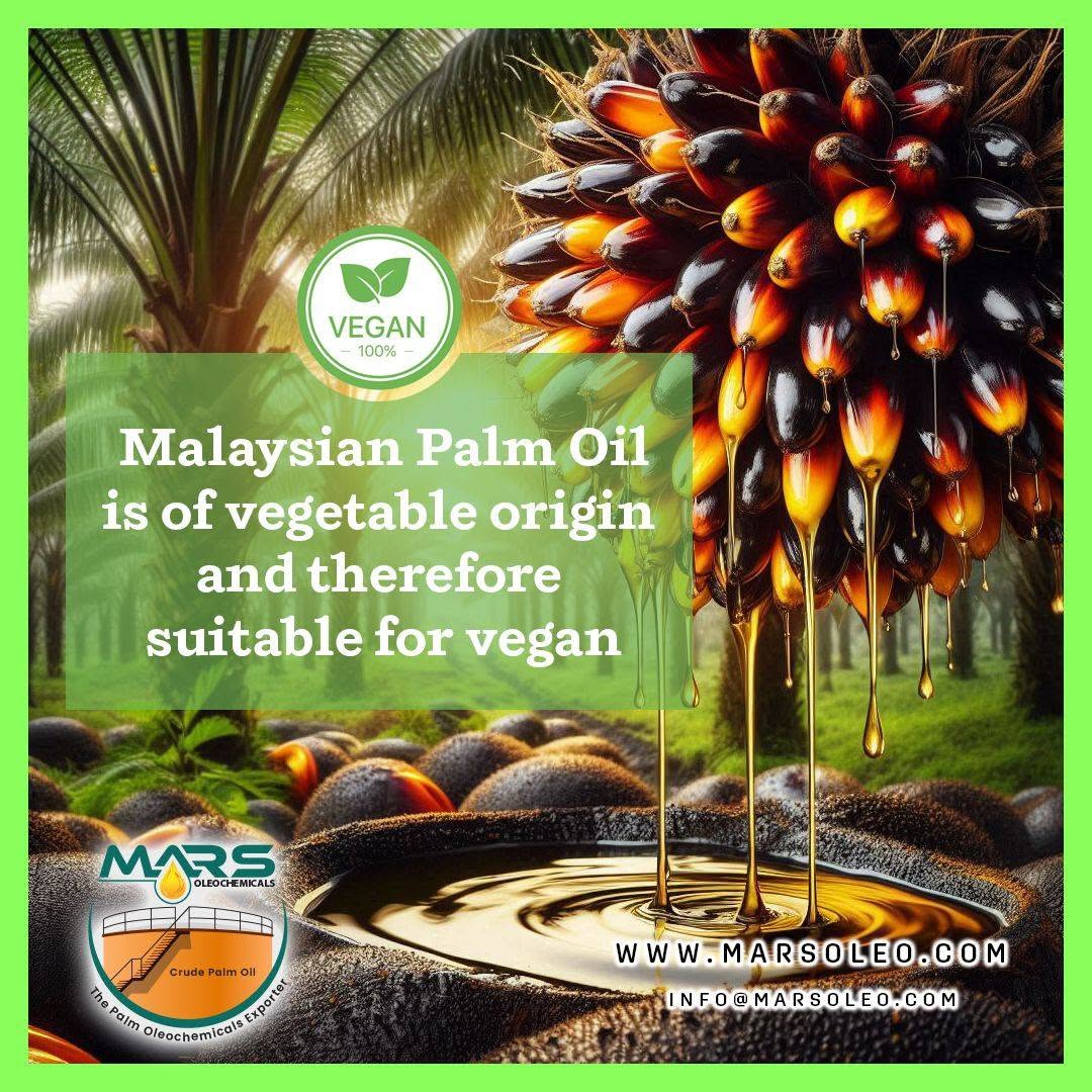 Malaysian Palm Oil vegetable-origin ripe palm fruits, plantation and golden palm oil.