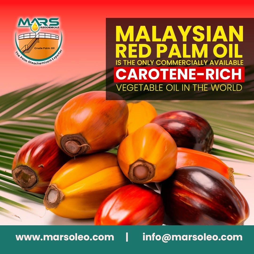 Ripe red and orange oil palm fruits representing Malaysian Red Palm Oil, a naturally carotene-rich vegetable oil containing alpha-carotene, beta-carotene and vitamin E compounds.