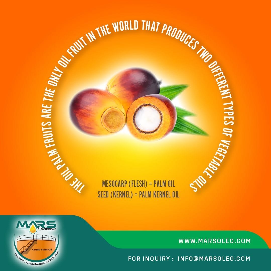 Oil palm fruits mesocarp for palm oil and inner kernel for palm kernel oil.