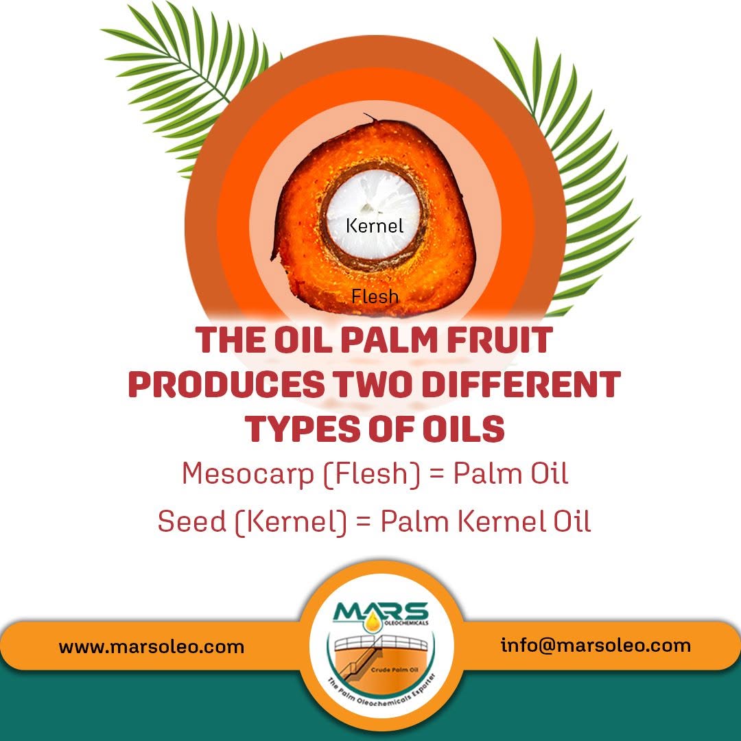 Oil palm fruit produces Palm Oil from the mesocarp flesh and Palm Kernel Oil from the seed kernel. Mars Oleochemicals supplies high-quality palm oil and palm kernel oil products worldwide