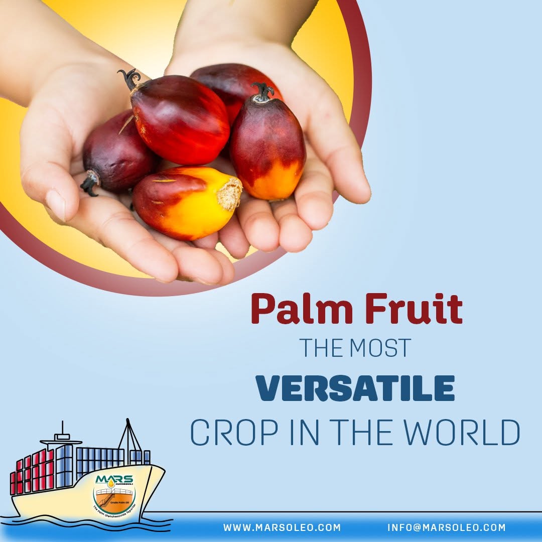 Oil palm fruits representing palm oil and palm kernel oil applications across global industries.