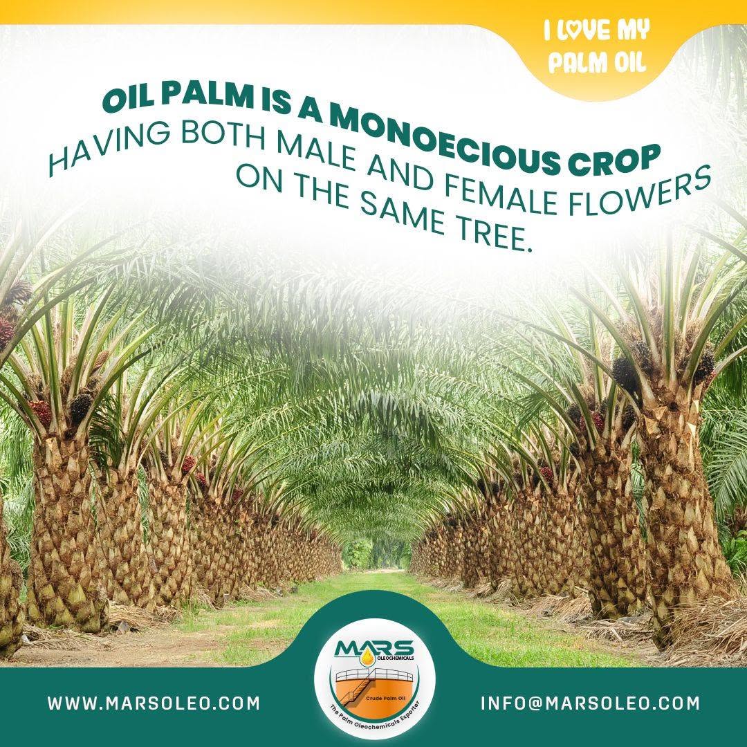 Malaysian oil palm plantation the monoecious crop that produces separate male and female flowers.