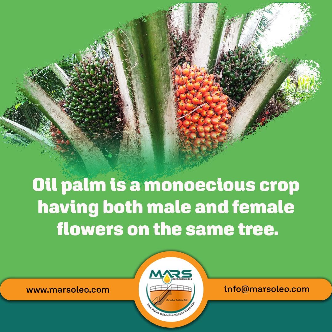 oil palm tree with fruit bunches and explaining that oil palm is a monoecious crop with separate male and female flowers on the same tree.