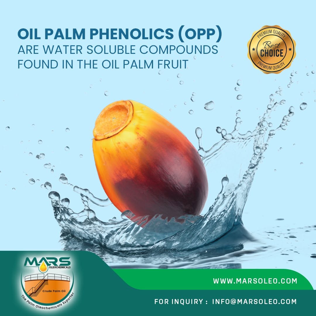Oil palm fruit surrounded by water representing water-soluble Oil Palm Phenolics and palm-derived bioactive compounds.