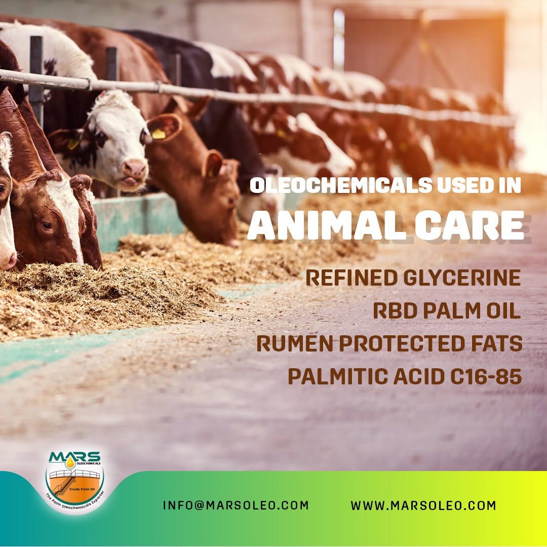 Dairy cattle representing refined glycerine, RBD palm oil, rumen-protected fats and palmitic acid C16-85 for animal nutrition.
