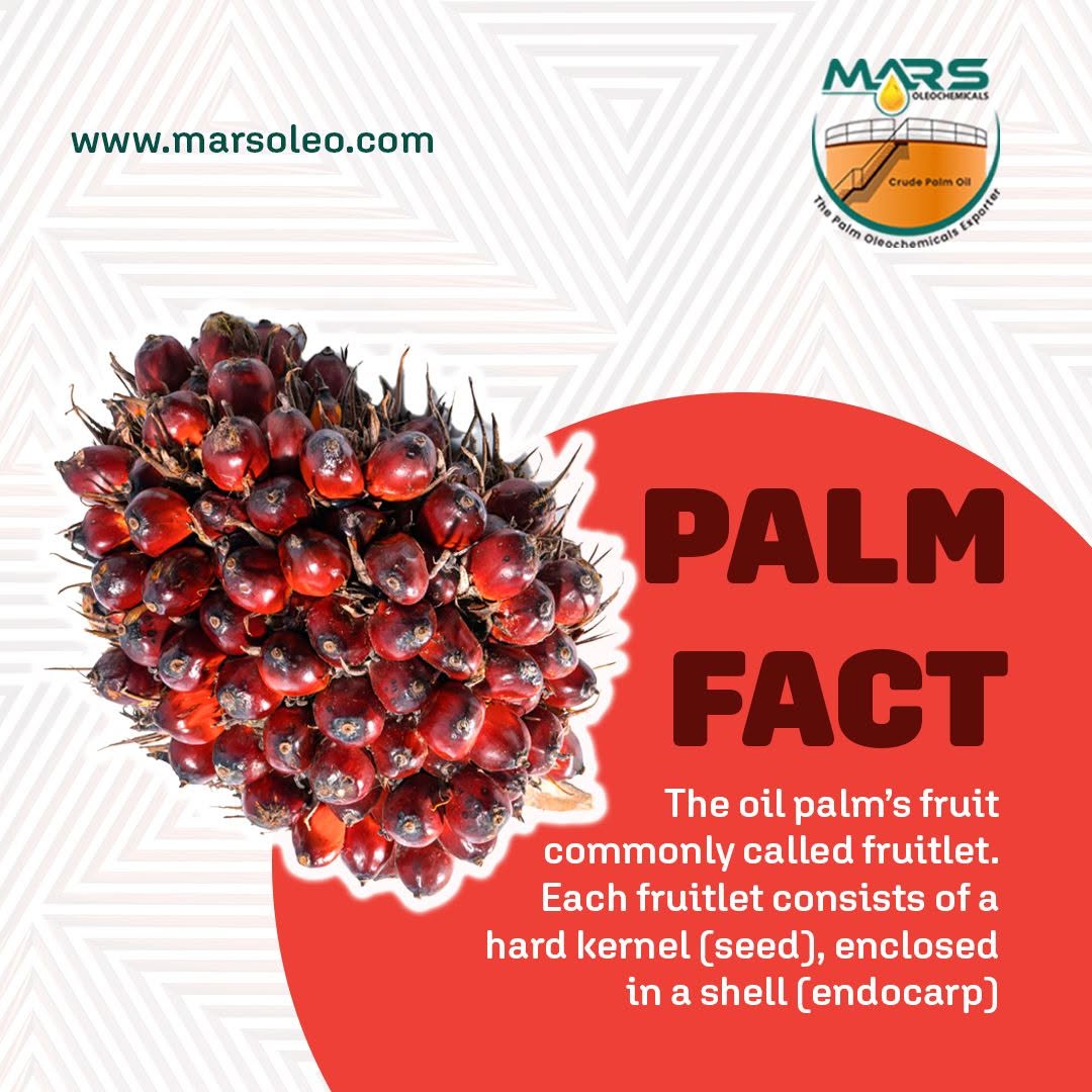 Palm fact showing fresh oil palm fruitlets with hard kernel seed enclosed in a protective endocarp shell for palm oil and palm oleochemical production.