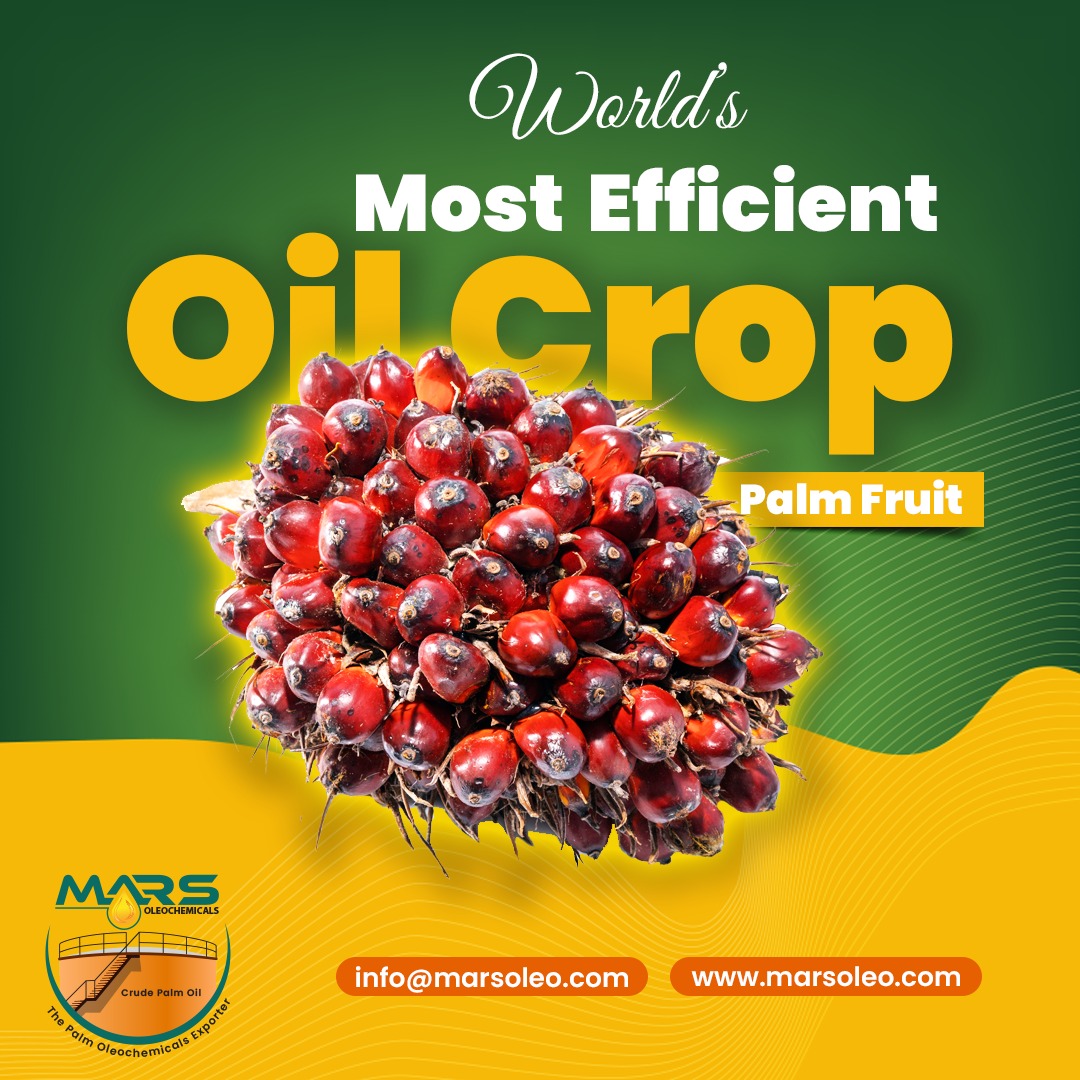 Fresh palm fruit bunch representing the world's most efficient oil crop Malaysia palm oil production