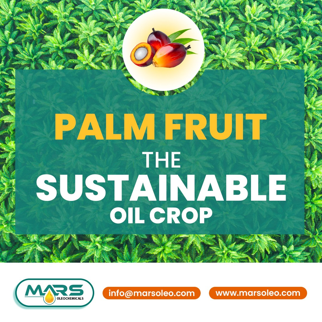Palm Fruit - The Sustainable Oil Crop | Mars Oleochemicals Malaysia