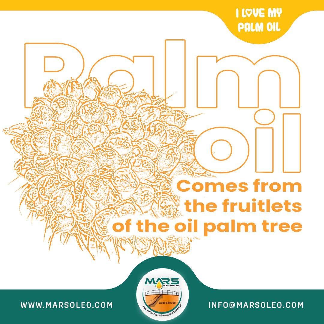 Oil palm fruit bunch that palm oil comes from the fleshy fruit mesocarp.