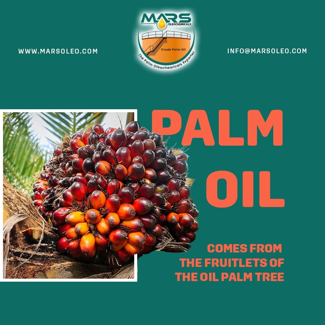 Oil palm fruitlets in a fresh fruit bunch, the natural source of palm oil in a Mars Oleochemicals