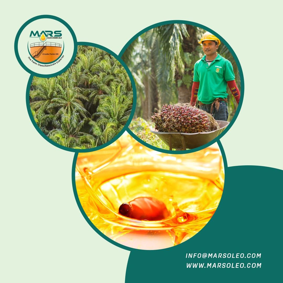 Palm fruit bunches and golden palm oil representing Malaysian palm oil and oleochemical exports.