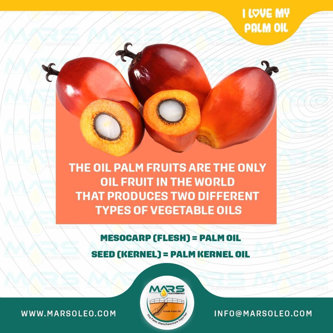 Oil palm fruit palm oil from the fleshy mesocarp and palm kernel oil from the kernel.