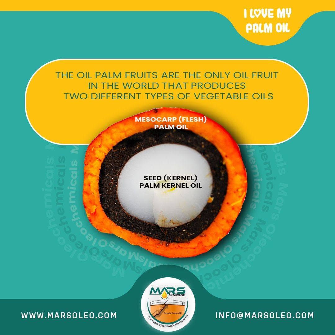 Oil palm fruit - palm oil from the orange mesocarp and palm kernel oil from the kernel.