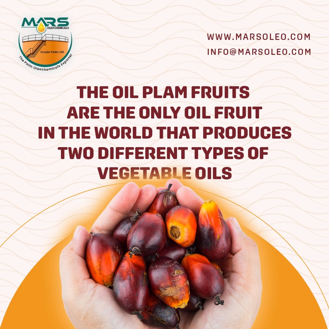 Fresh oil palm fruits held in hands the source of palm oil and palm kernel oil.