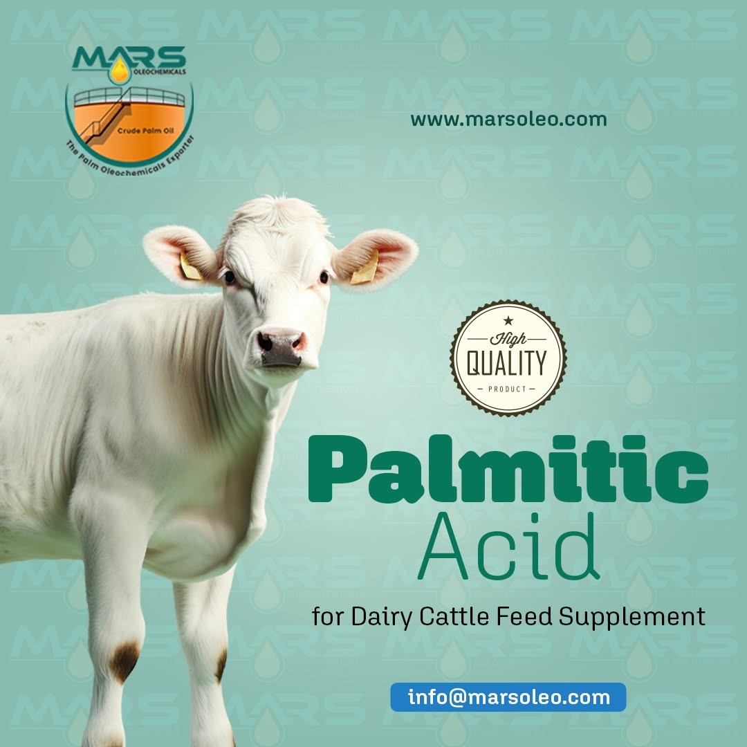 Premium Palmitic Acid for dairy cattle feed supplements rumen-protected fat and high-energy dairy cow nutrition.