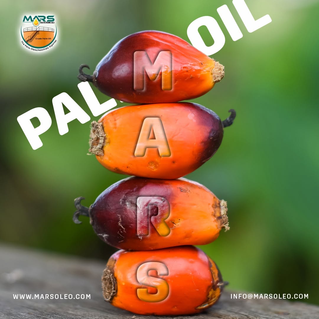 Mars Oleochemicals palm fruits PALM OIL, representing premium palm oil for global industries.