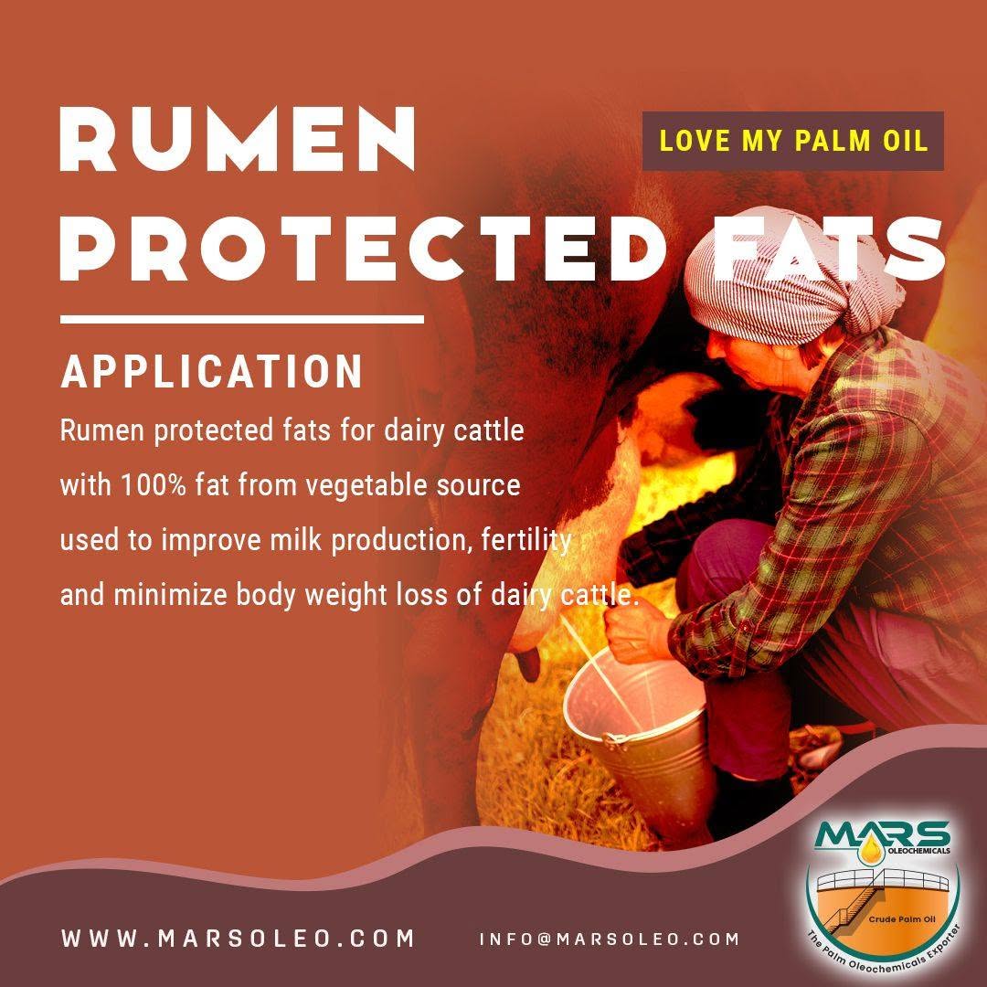 Rumen protected fats vegetable-origin energy supplementation for dairy cows and lactation nutrition.