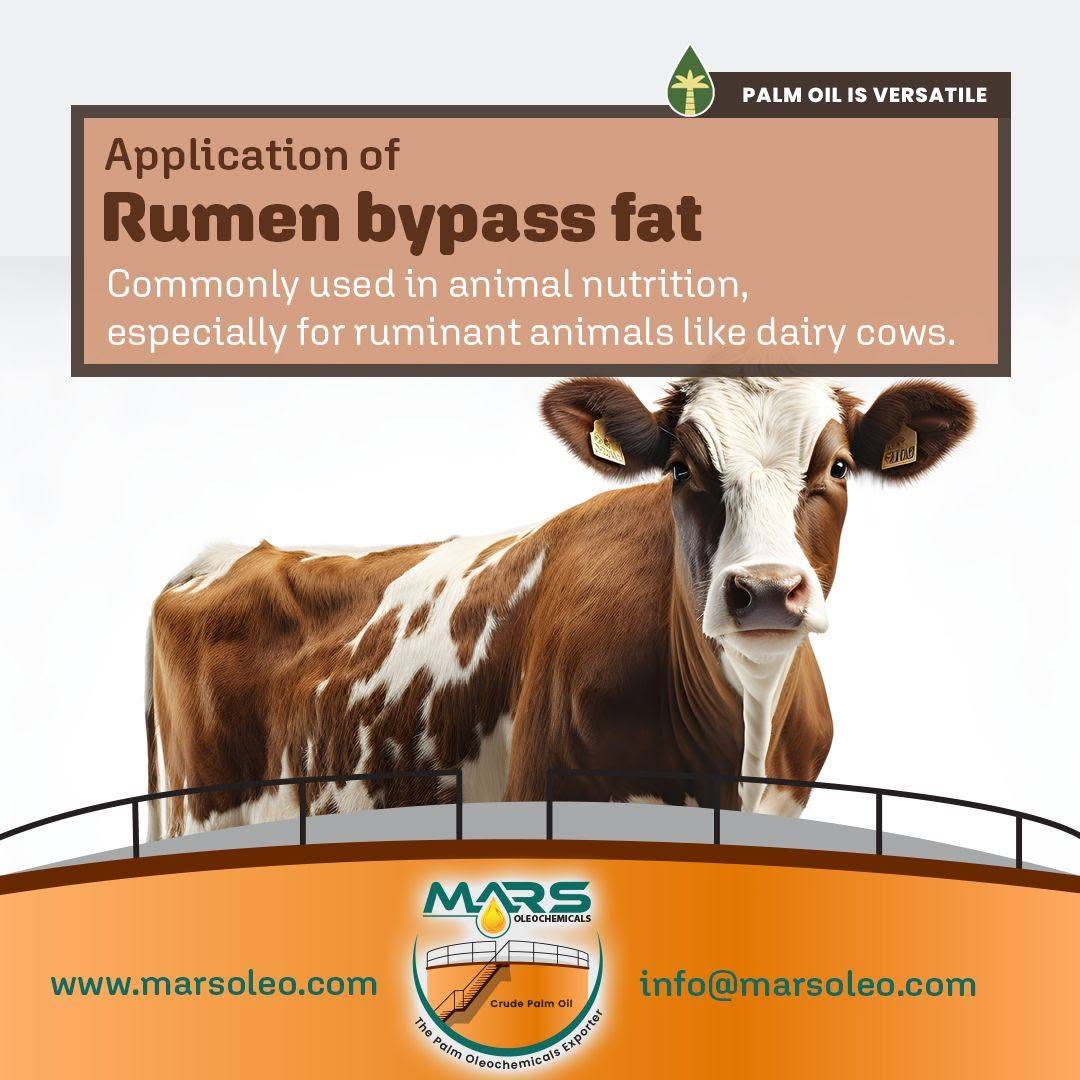 dairy cow palm-based rumen bypass fat applications in ruminant nutrition and energy-dense feed.