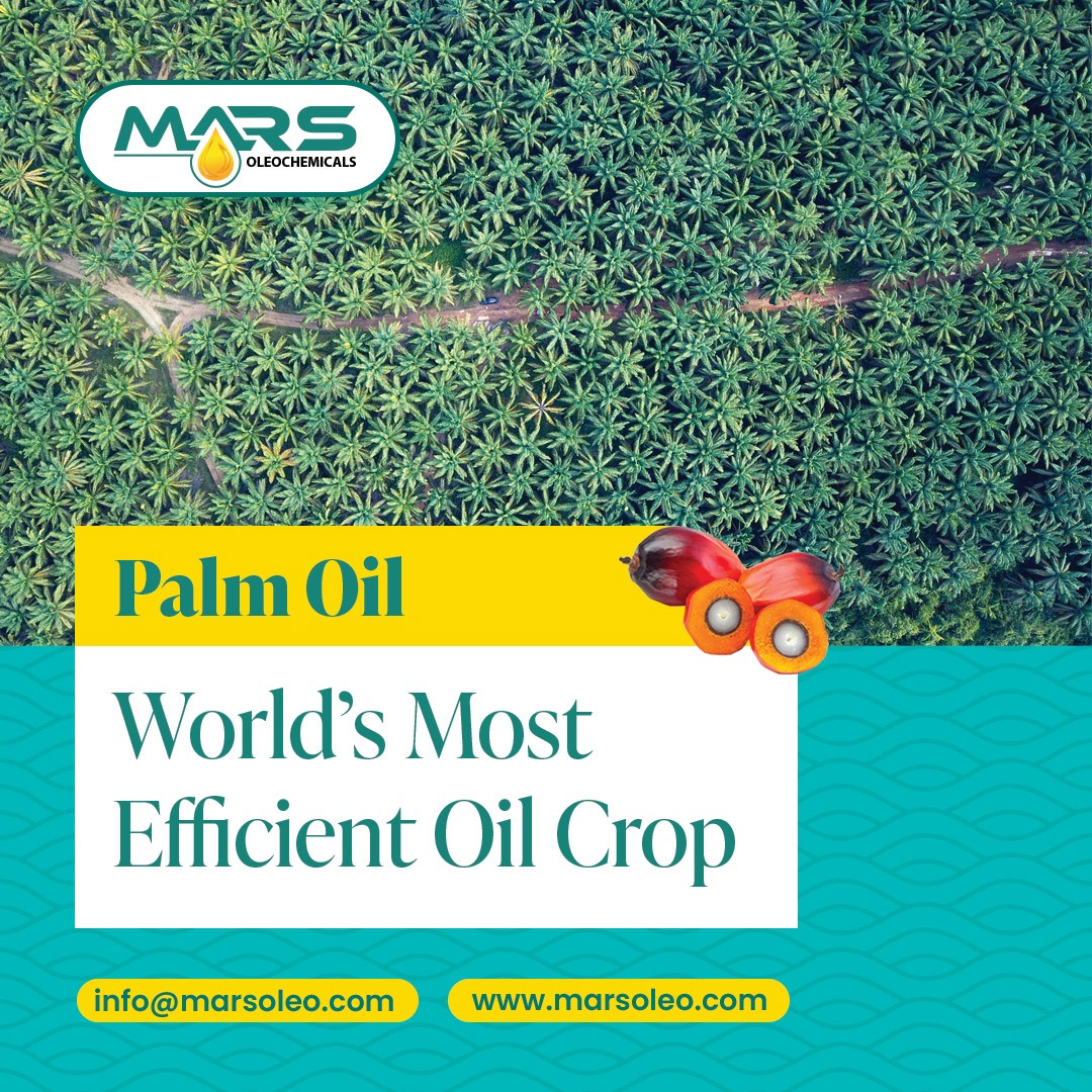 Palm Oil - World's Most Efficient Oil Crop