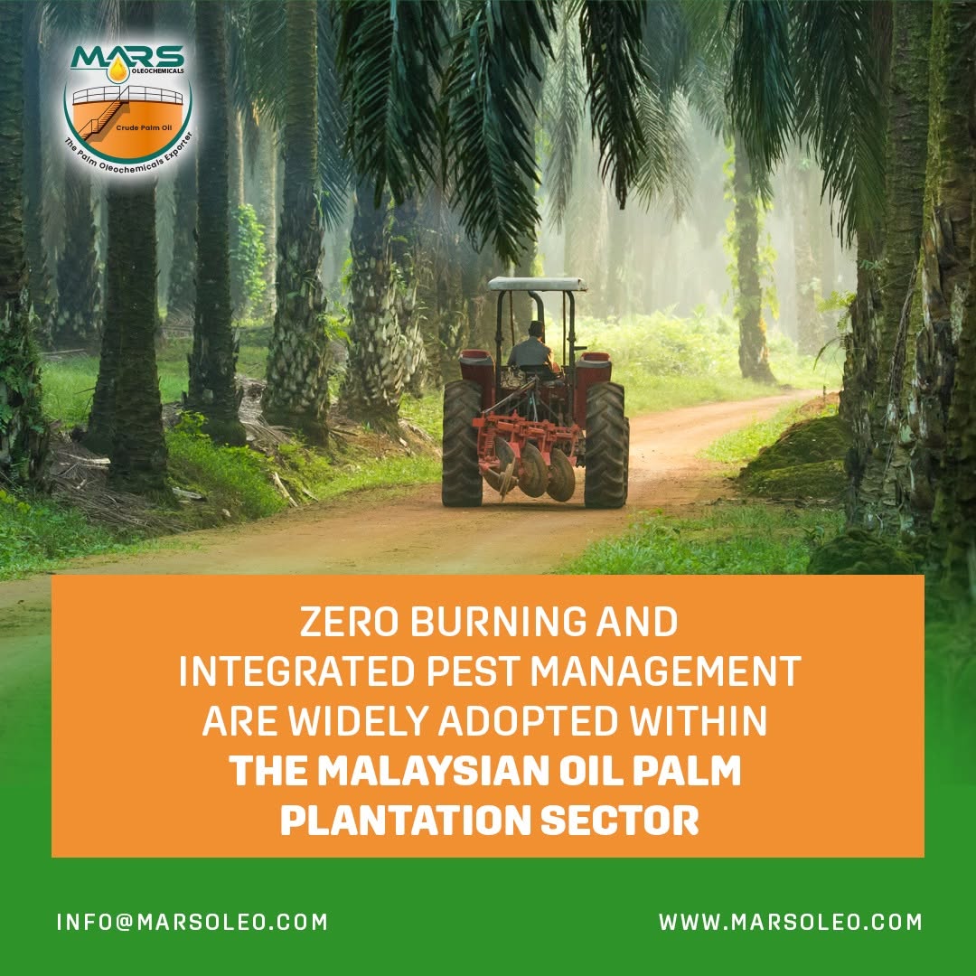 Malaysian oil palm plantation representing zero-burning and Integrated Pest Management sustainable cultivation practices.