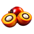 Palm Kernel Oil Icon