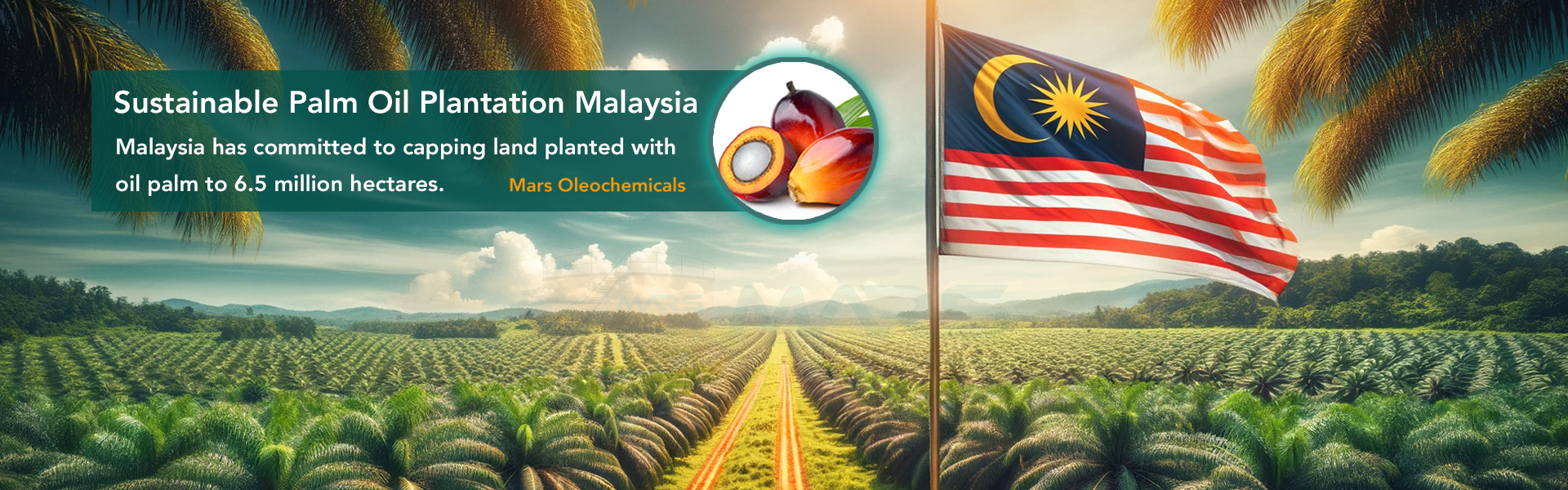 Sustainable Palm Oil Plantation Malaysia - Mars Oleochemicals